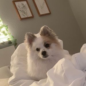 Meet your Posher, Hana